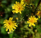 Hieracium robustum