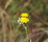 Pilosella procera