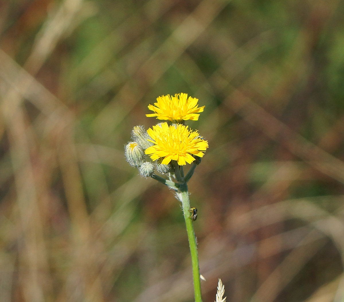 Image of Pilosella procera specimen.