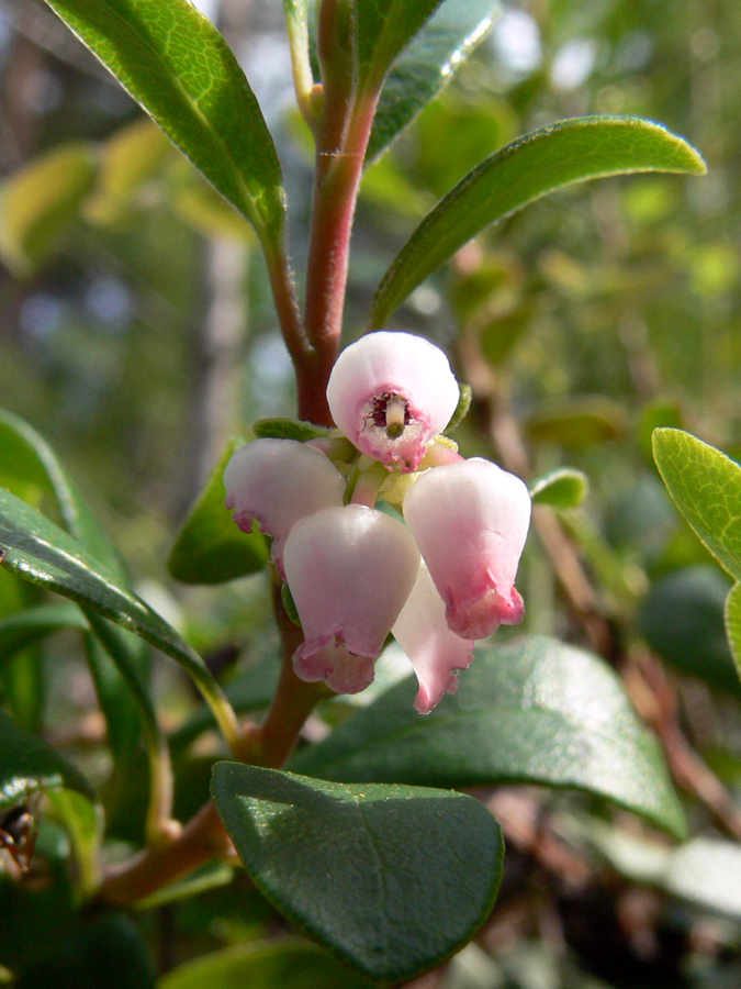 Image of Arctostaphylos uva-ursi specimen.