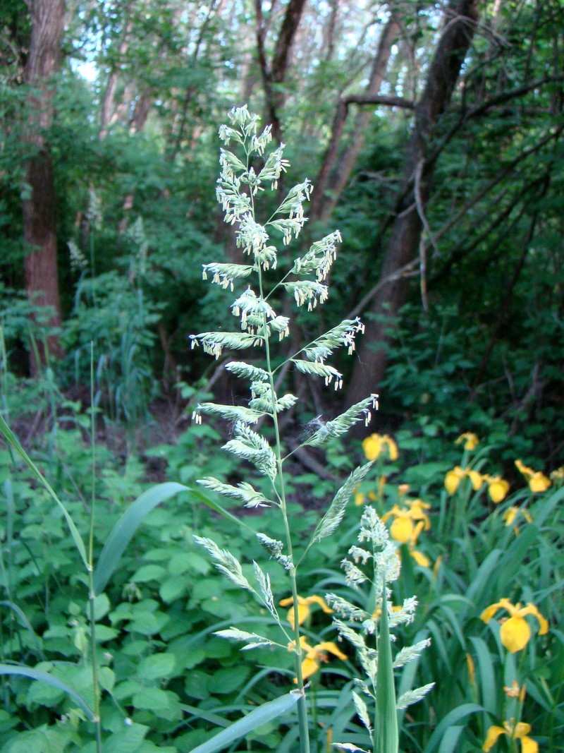 Изображение особи Phalaroides arundinacea.