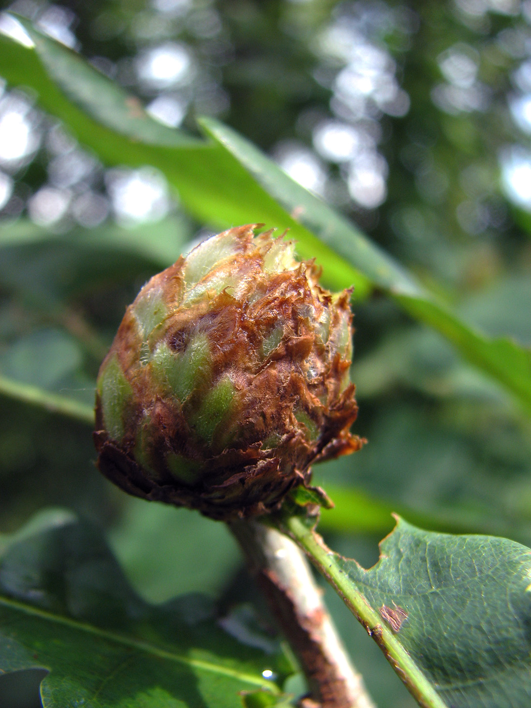 Изображение особи Quercus robur.