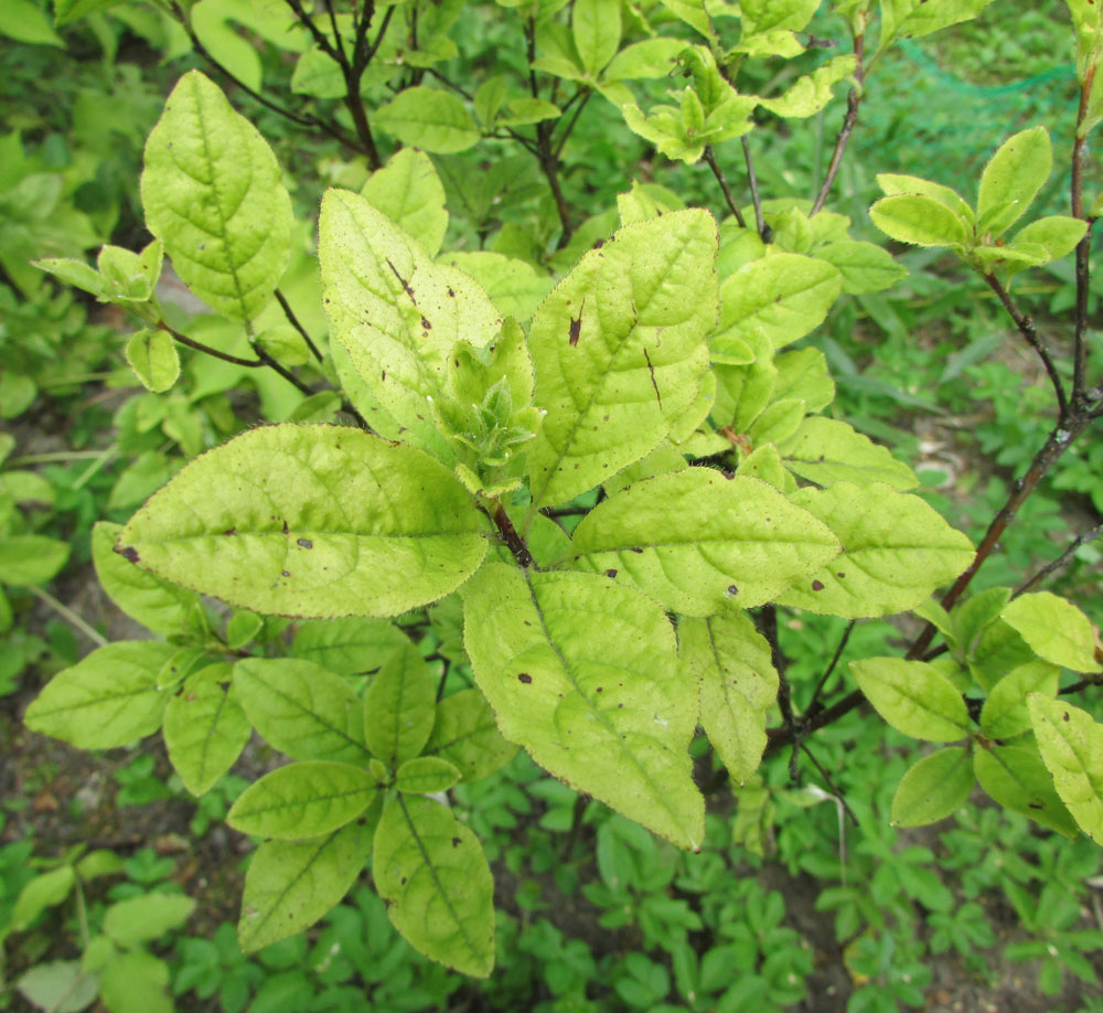 Image of Menziesia pentandra specimen.