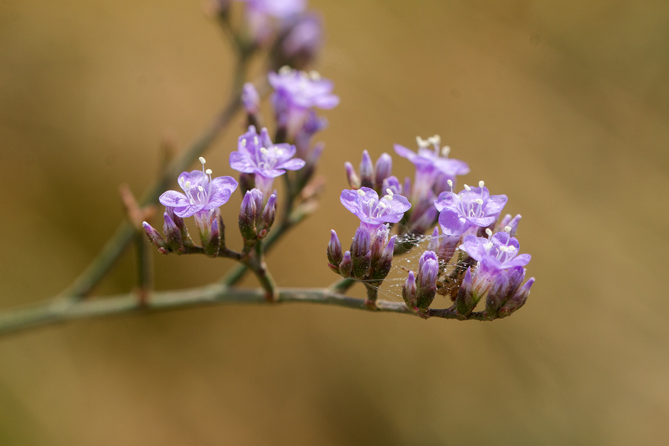 Изображение особи род Limonium.