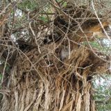 Populus diversifolia. Кора ствола старого дерева с отдыхающей буланой совкой (Otus brucei, крыло 150-164 мм). Казахстан, Южное Прибалхашье, дельта р. Или в окр. с. Жельторангы. 25 мая 2017 г.