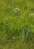 Cicuta virosa. Цветущее растение. Приморский край, Кавалеровский р-н, приустьевая часть р. Зеркальная на правом берегу, травяное болото. 05.08.2018.