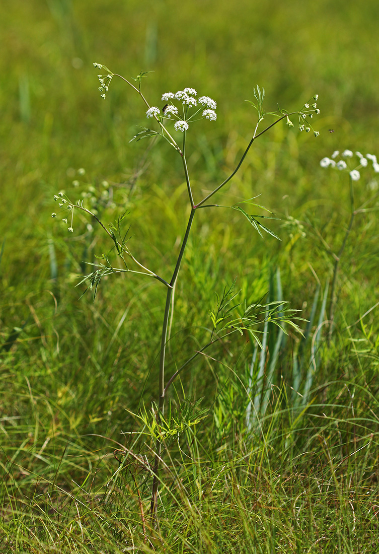 Image of Cicuta virosa specimen.