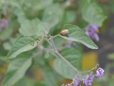 Solanum pseudopersicum