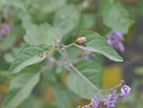 Solanum pseudopersicum. Часть побега с кормящимся колорадским жуком. Республика Северная Осетия-Алания, окр. с. Нижний Ларс, берег р. Терек, обочина дороги. 30.07.2018.