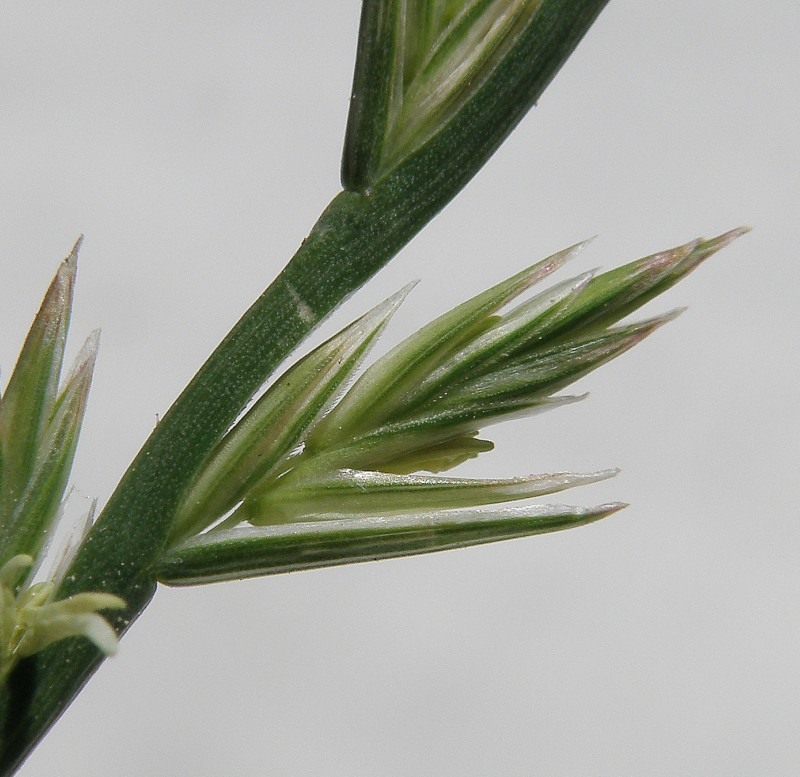 Image of Lolium perenne specimen.