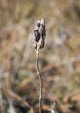 Bartsia alpina