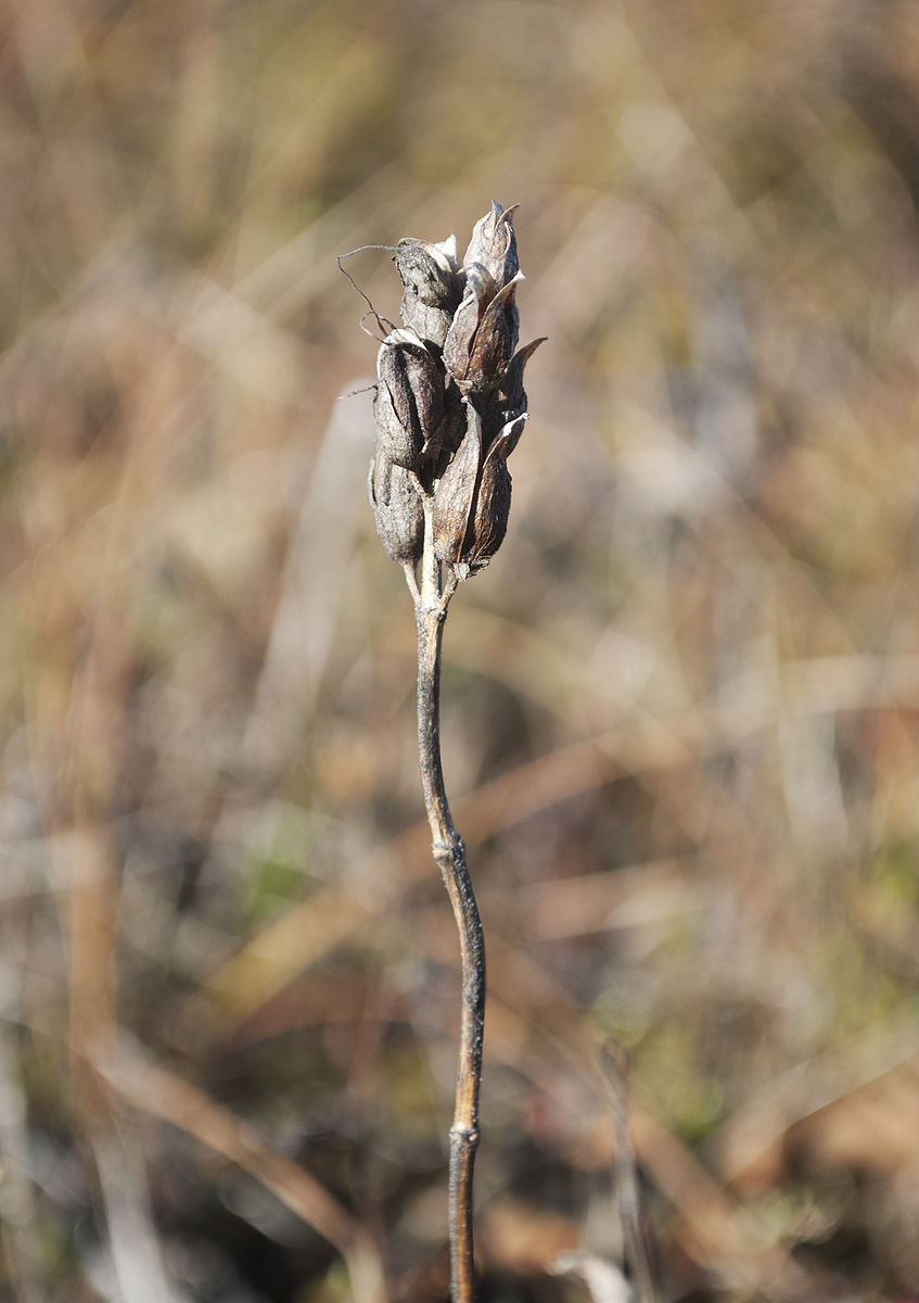 Image of Bartsia alpina specimen.