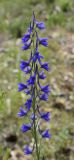 Delphinium verdunense