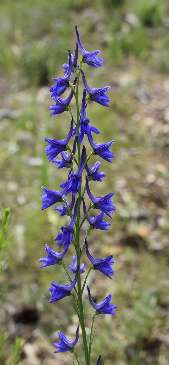 Изображение особи Delphinium verdunense.