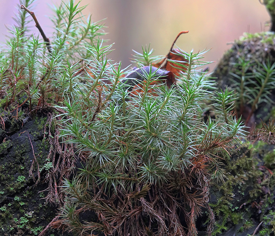 Изображение особи Polytrichum juniperinum.