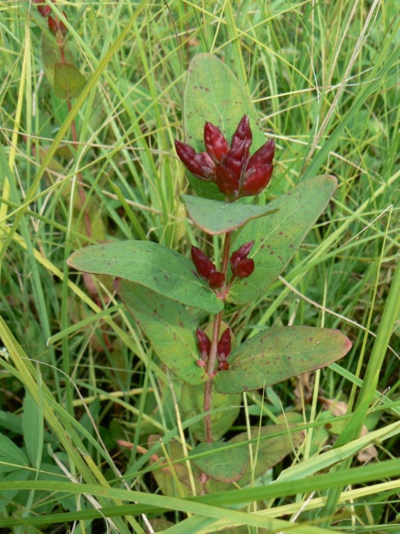 Изображение особи Triadenum japonicum.