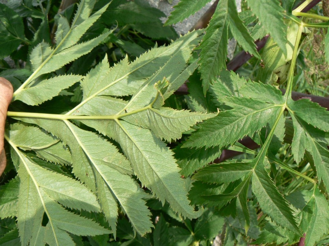 Image of Angelica dahurica specimen.