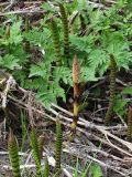 Equisetum telmateia