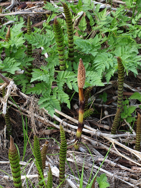 Изображение особи Equisetum telmateia.