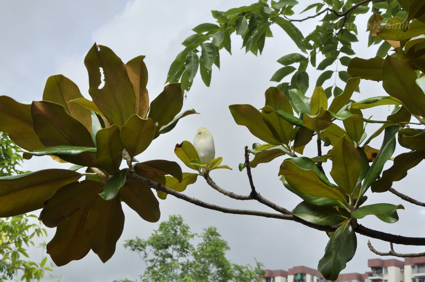 Image of Magnolia grandiflora specimen.