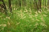 Calamagrostis canescens