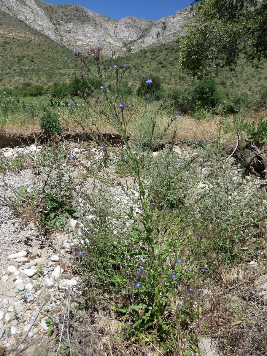 Image of Anchusa azurea specimen.