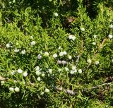 Juniperus sabina. Части ветвей с незрелыми шишкоягодами. Казахстан, Восточно-Казахстанская обл., Кокпектинский р-н, 25 км в горы от с. Пантелеймоновка, 1000 м н.у.м., каменистая сопка. 16.06.2016.