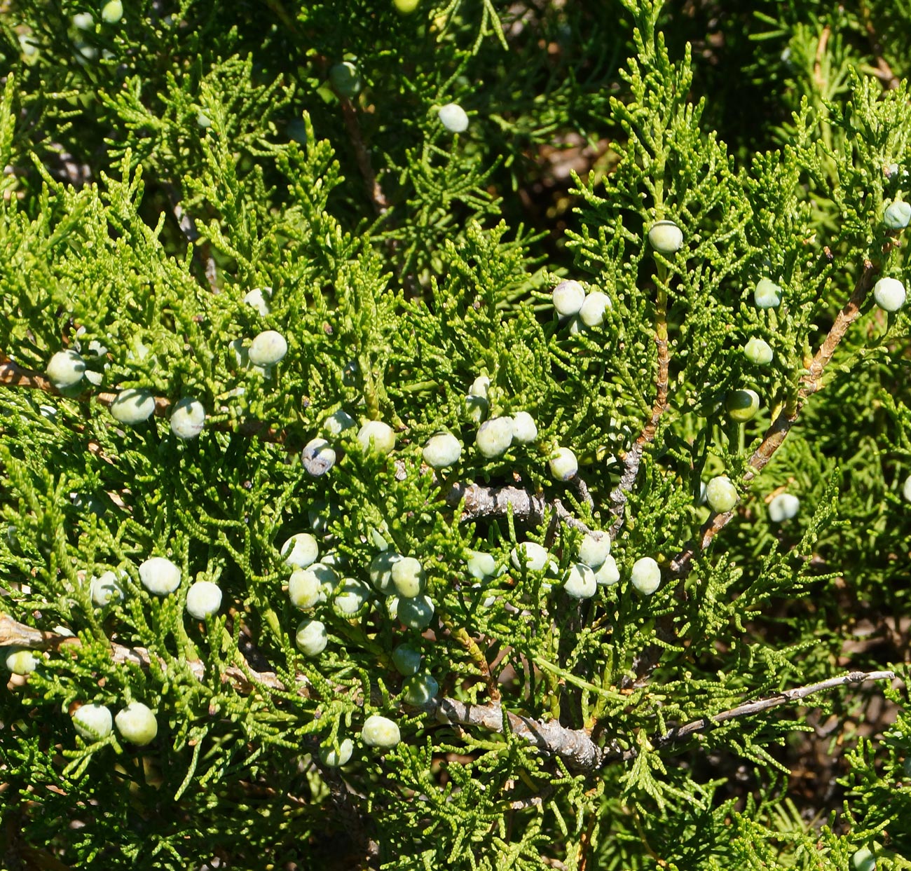 Изображение особи Juniperus sabina.