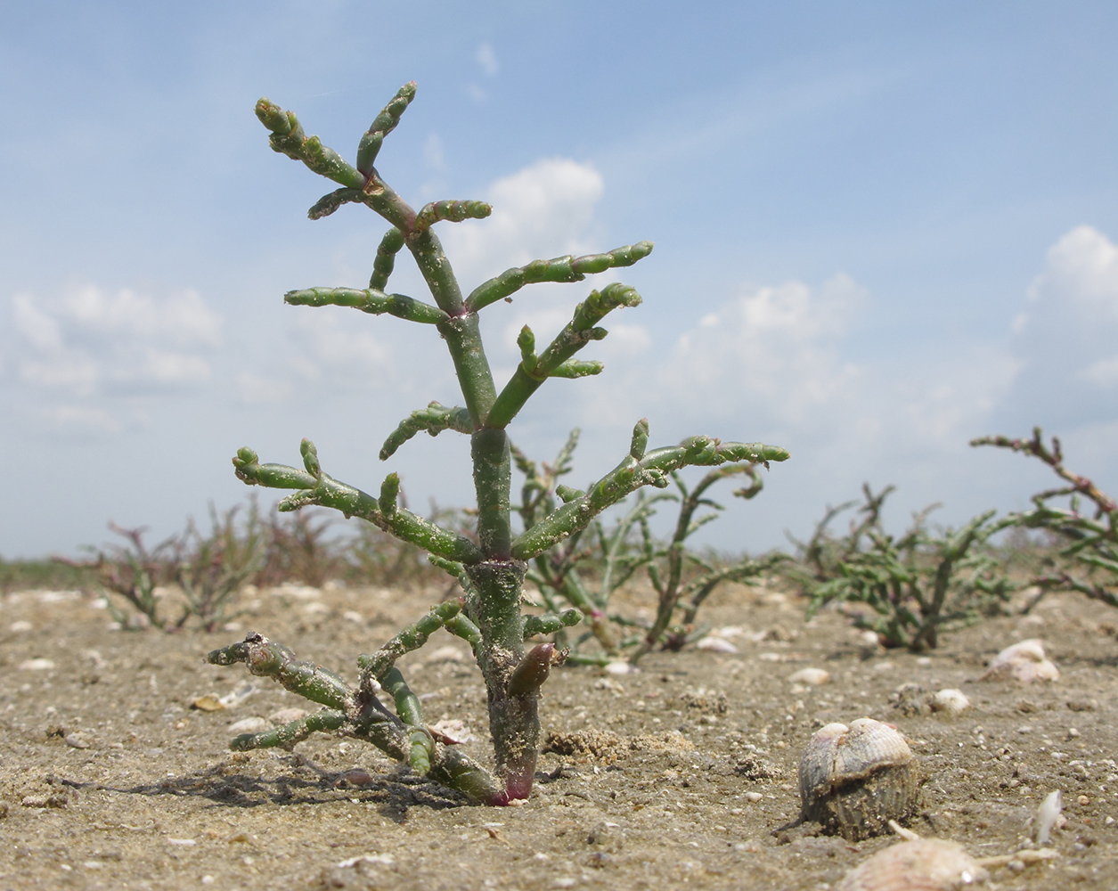 Изображение особи Salicornia perennans.