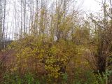 Forsythia ovata. Растение в осенней окраске. Тверская обл., Весьегонск, в уличном озеленении. 7 ноября 2018 г.