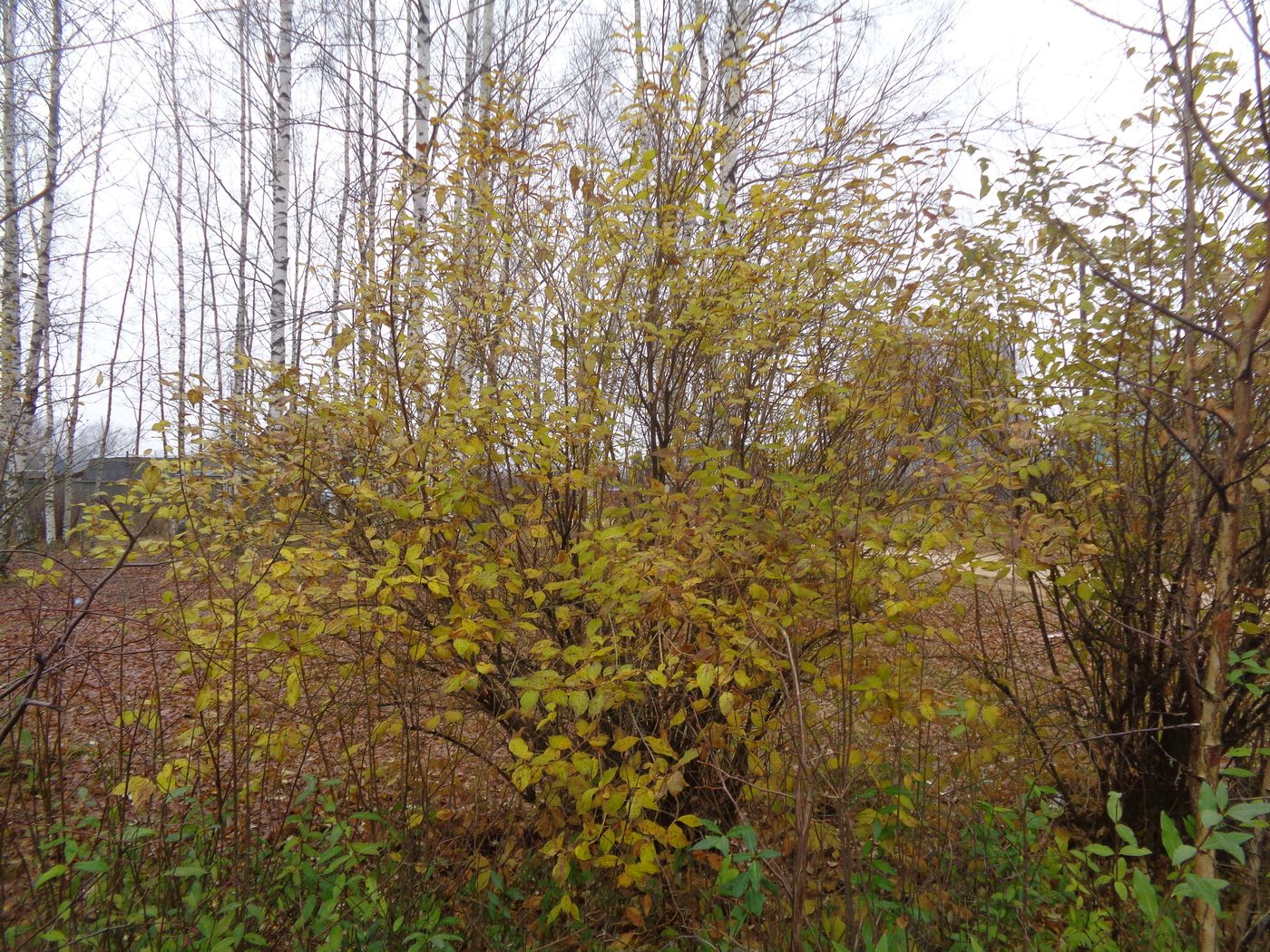 Image of Forsythia ovata specimen.