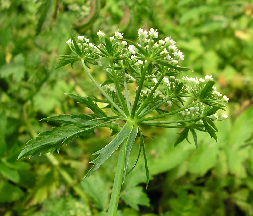 Image of Berula erecta specimen.