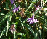 Ruellia simplex. Верхушка цветущего растения. Турция, Анталья, Аланья, в городском озеленении. 20.08.2018.