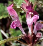 Lamium garganicum