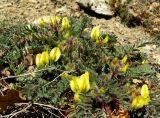 Astragalus utriger