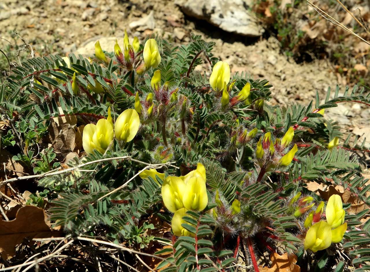 Изображение особи Astragalus utriger.