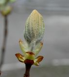 Aesculus hippocastanum