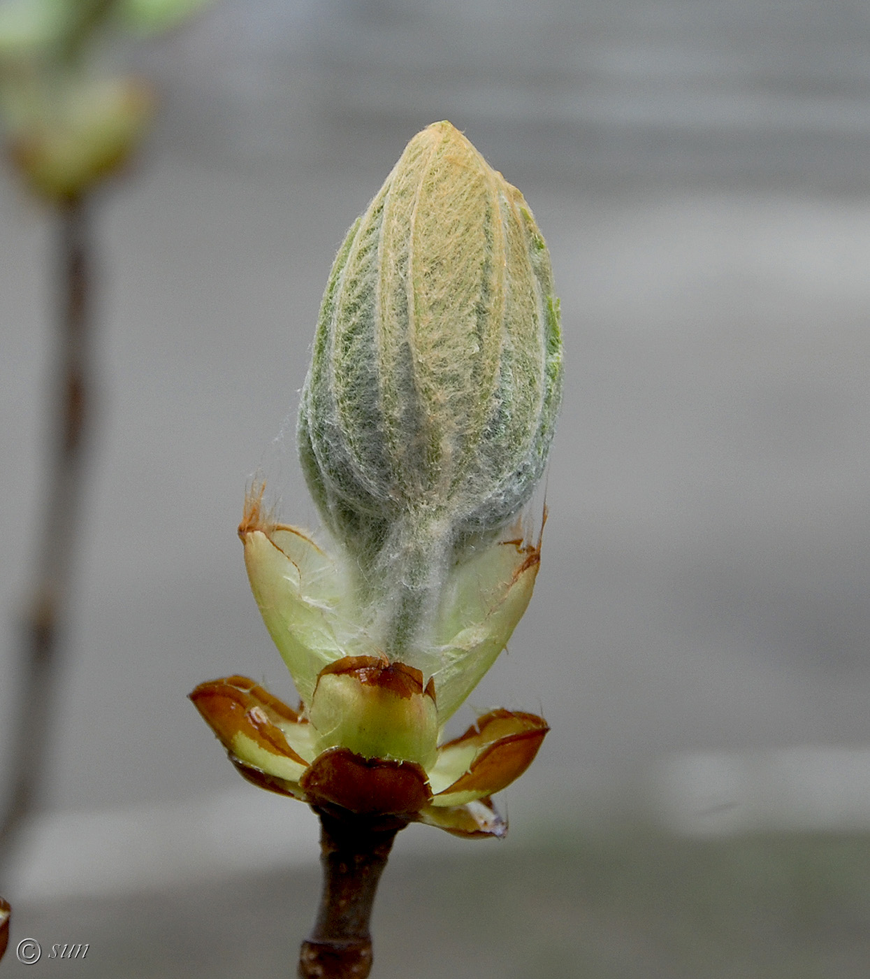 Изображение особи Aesculus hippocastanum.