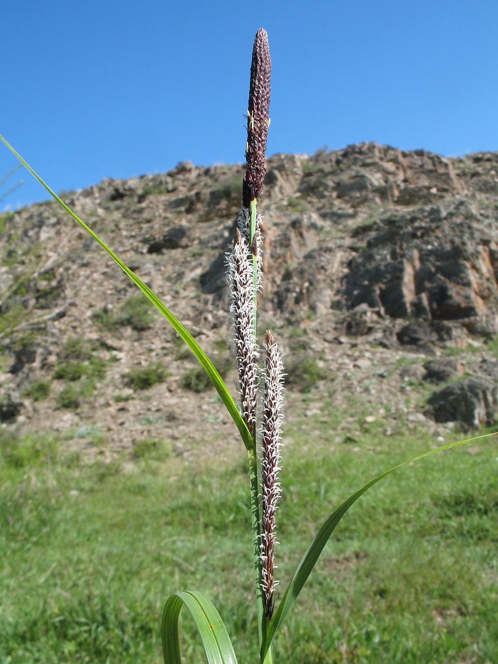 Изображение особи Carex melanostachya.