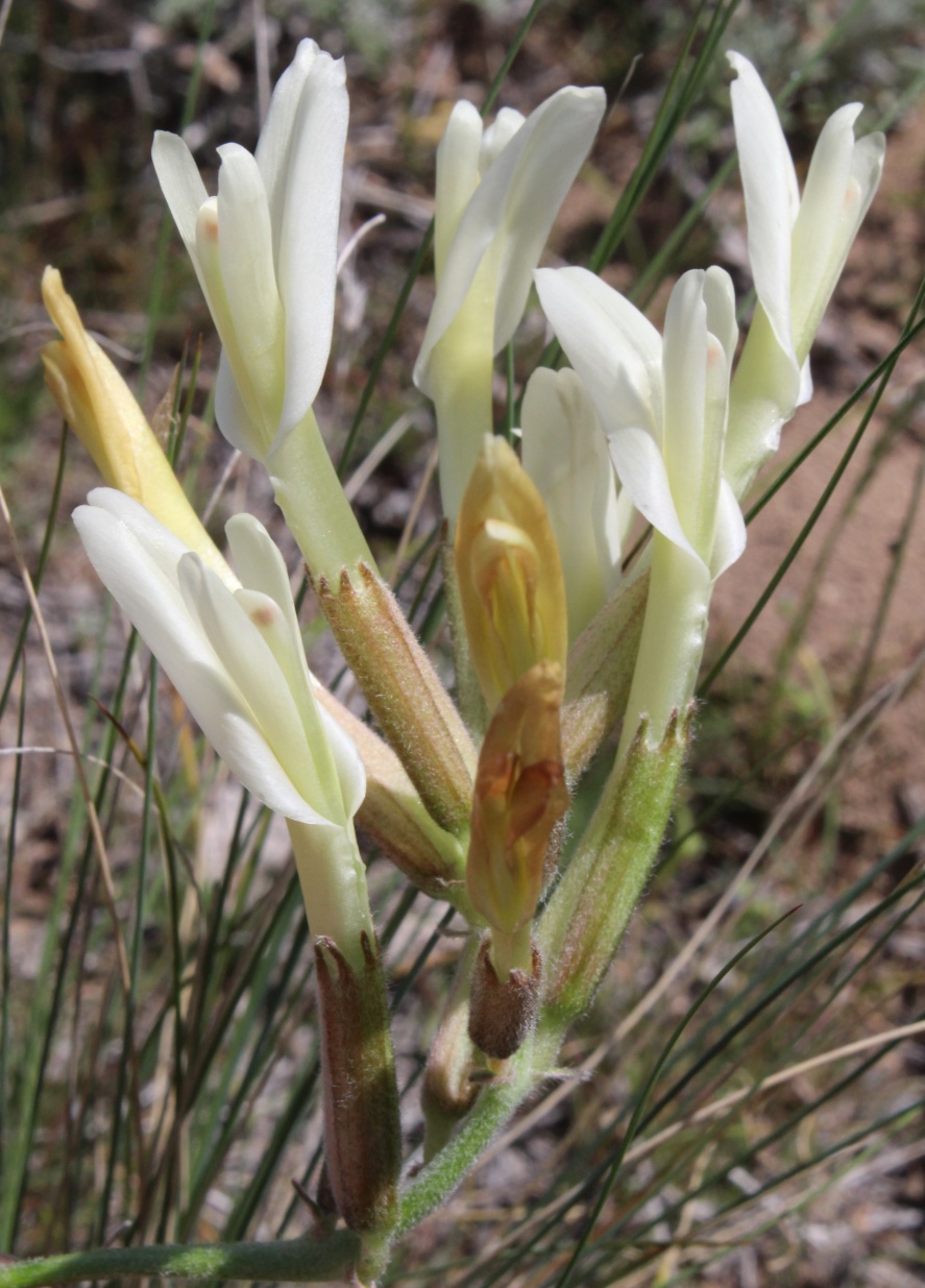 Изображение особи Astragalus macropetalus.