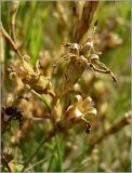 Dianthus deltoides