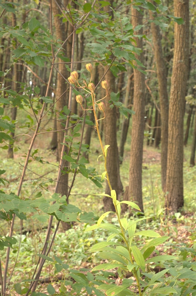 Image of Lilium martagon specimen.