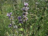 Phlomoides tuberosa