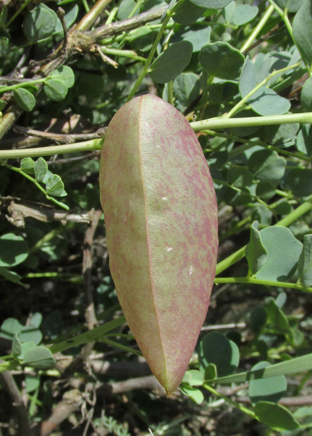 Image of Colutea orientalis specimen.