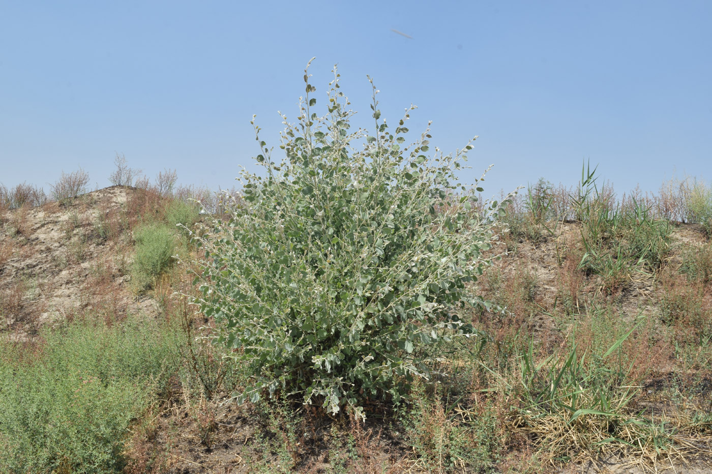 Изображение особи Populus pruinosa.