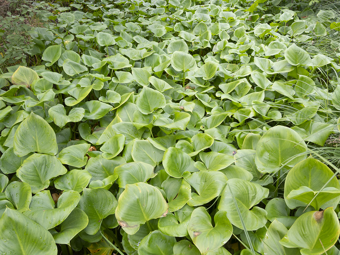 Изображение особи Calla palustris.