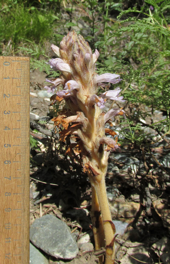 Image of Phelipanche caesia specimen.