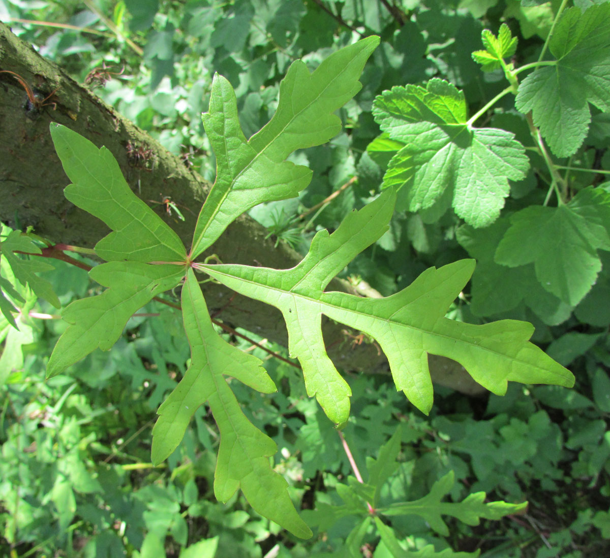 Image of Ampelopsis japonica specimen.