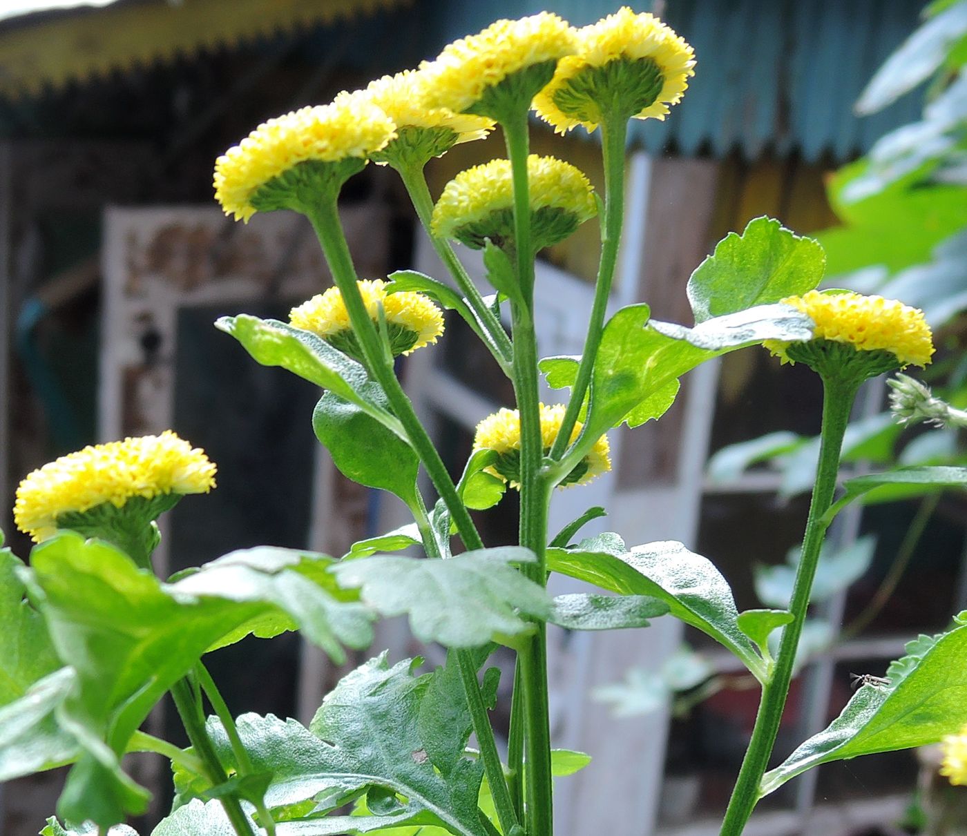 Изображение особи Pyrethrum parthenium.