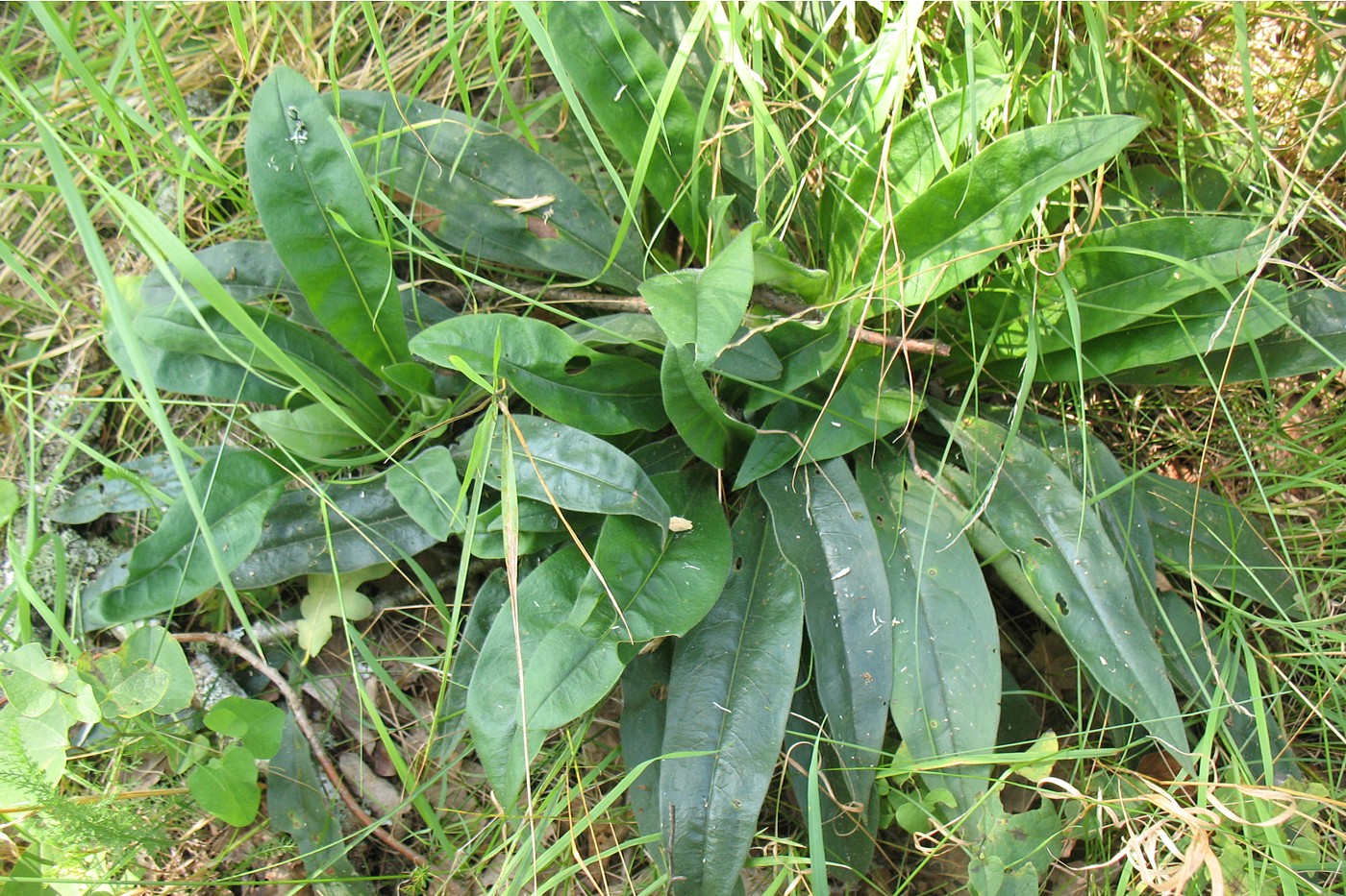 Image of Pulmonaria angustifolia specimen.